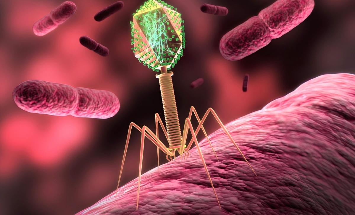 Bacteriophages use ‘selfish genetic elements’ as weapons