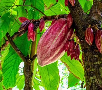 2024/07/Cacao-species.jpg