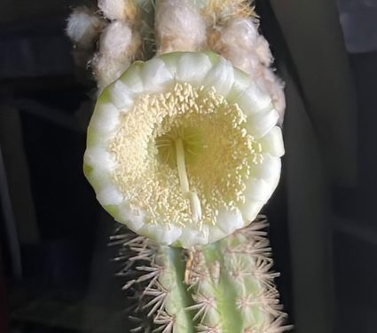 2024/07/Key-Largo-tree-cactus.jpg