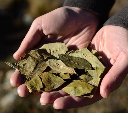 2024/07/Coca-plants-.jpg