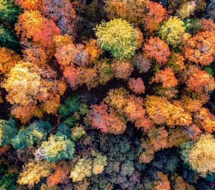 2024/07/Forest-succession.jpg