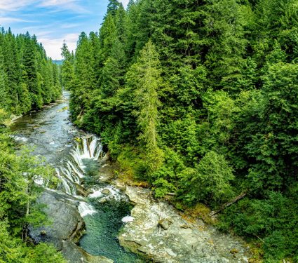 2024/07/Forest-carbon-storage.jpg