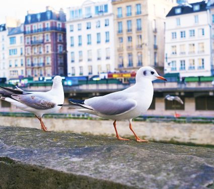Seagulls,Reach,Large,Cities,Like,Paris,By,Going,Up,Rivers