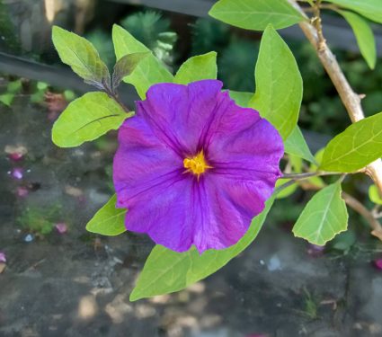 2024/07/Plant-pathogen.jpg