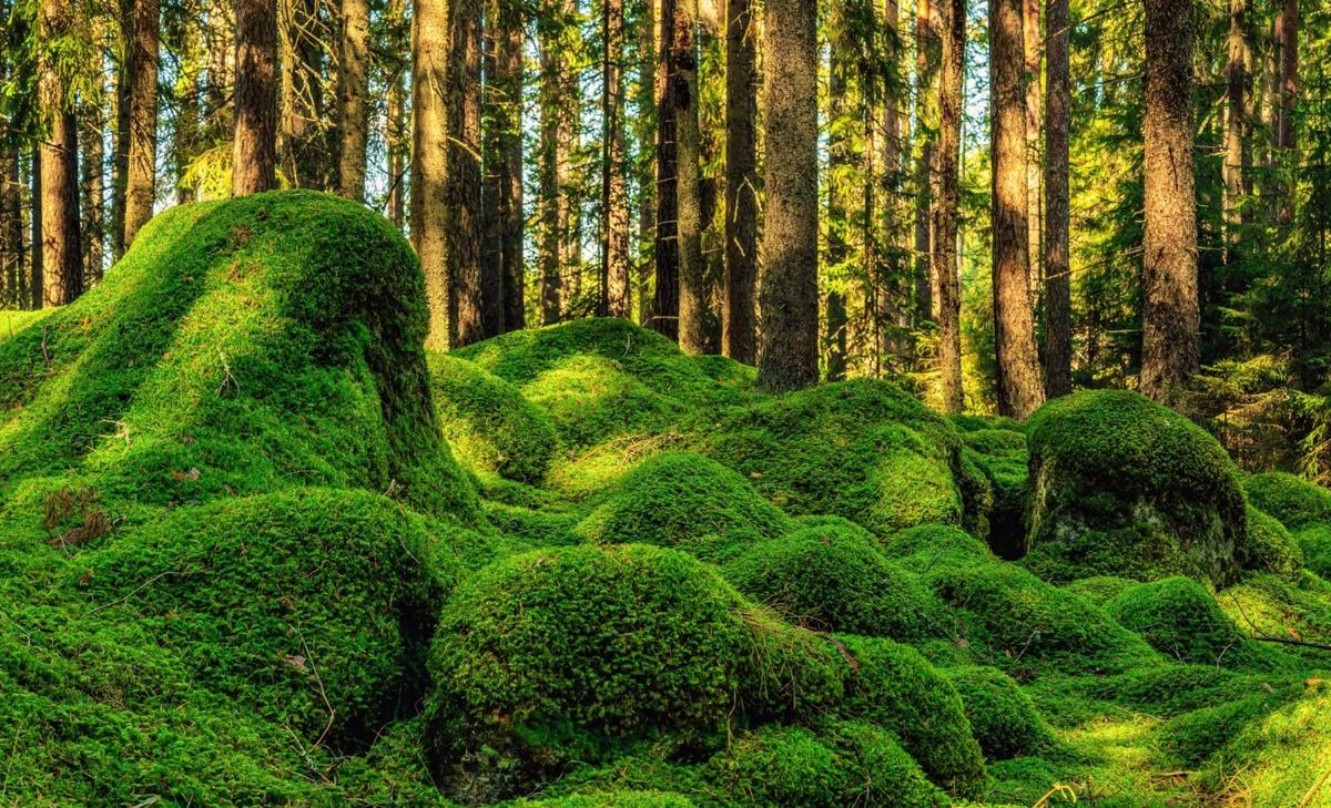 Immune power of mosses can be transferred to other plants