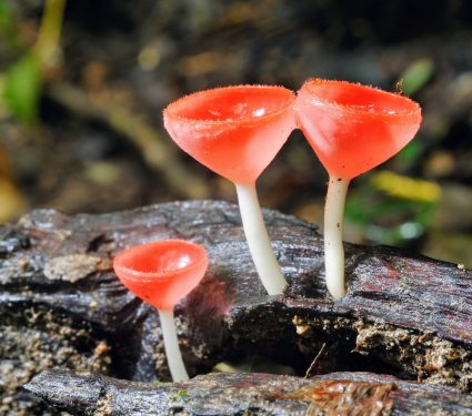 2024/07/Fungi-diversity-.jpg
