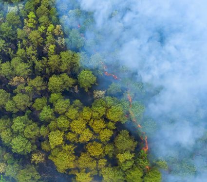 2024/07/Wildfire-smoke-forest.jpg