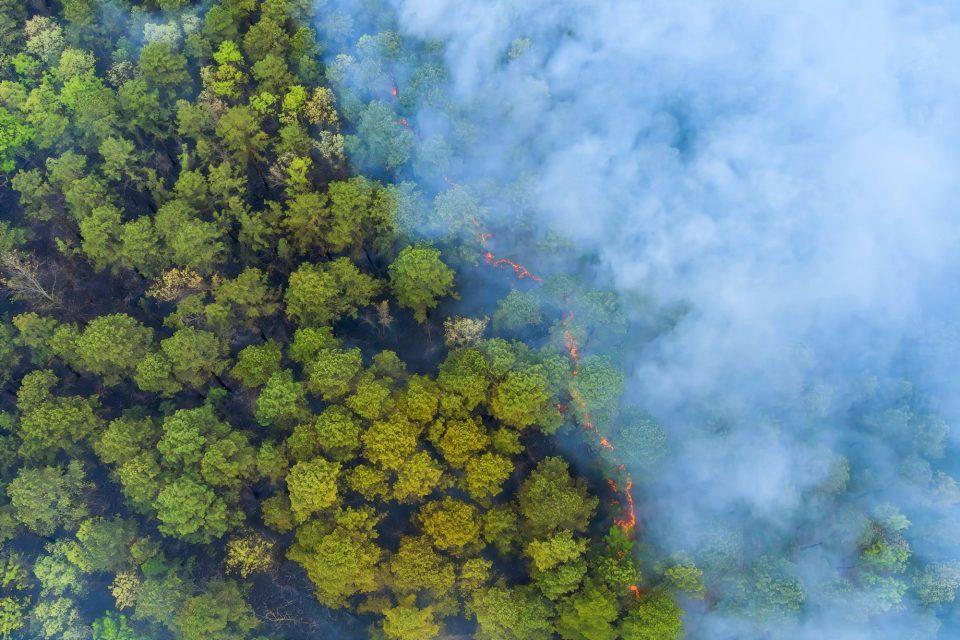 Wildfire smoke: An unexpected ally in forest regeneration