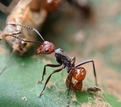 2024/07/Ants-trees2.jpg