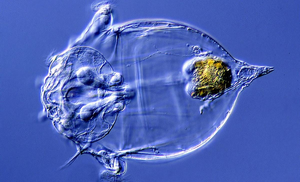 Tiny animals steal genes from bacteria to produce antibiotics