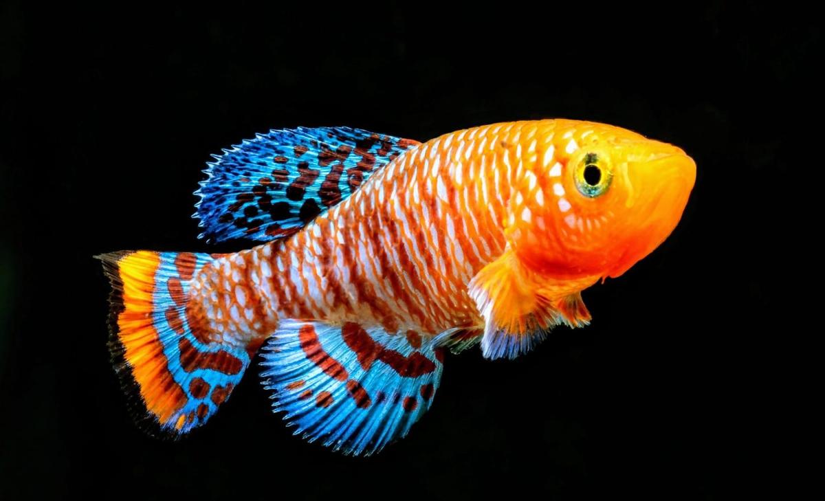 Fish find new ways to reproduce in response to predators