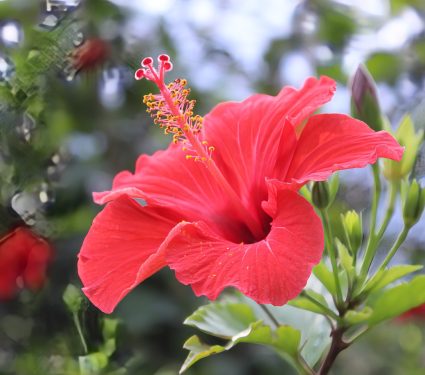 2024/07/Tropical-plants.jpg