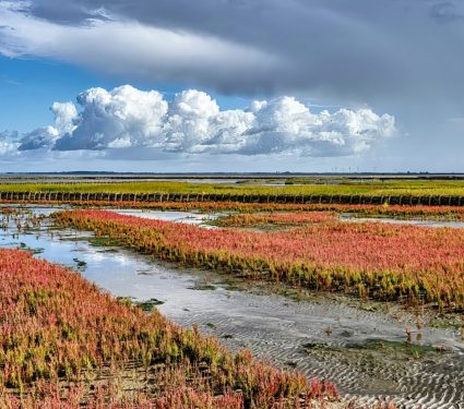 2024/07/Salicornia.jpg