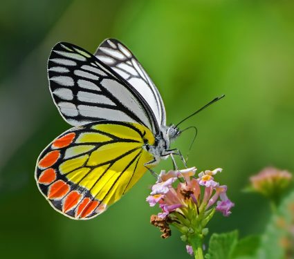 2024/07/Butterflies-data.jpg