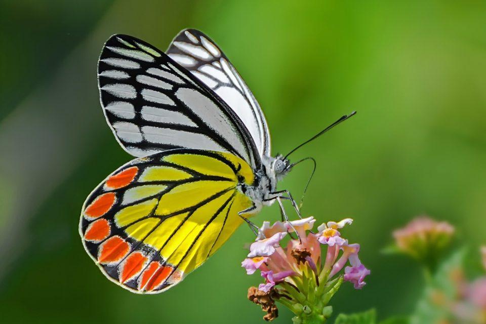 People love pretty butterflies - and that complicates data for scientists