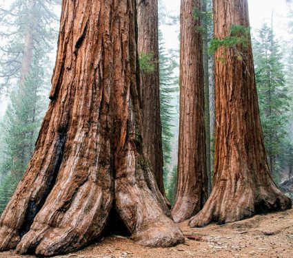 2024/07/Tree-bark-methane.jpg