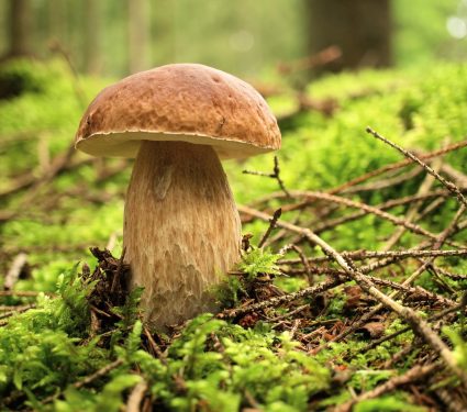 2024/07/Forest-food.jpg