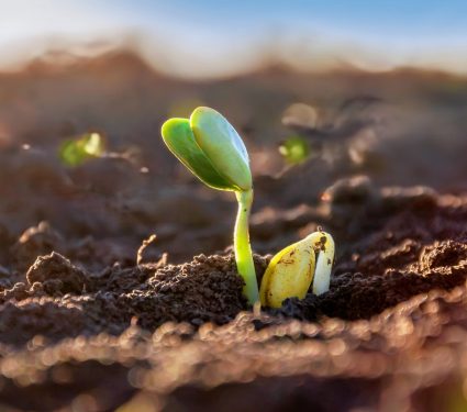 2024/07/Plant-symbiosis.jpg