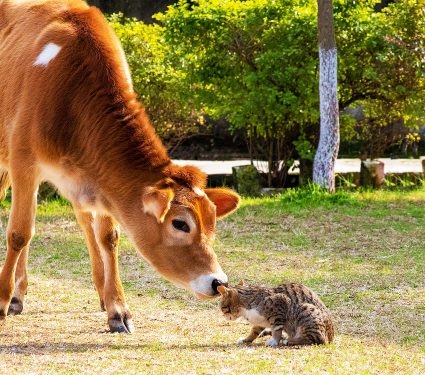 2024/07/avian-flu_spreading_mammal-to-mammal_1m.jpg