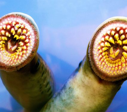 2024/07/sea-lamprey_stem-cells_evolution_1m.jpg