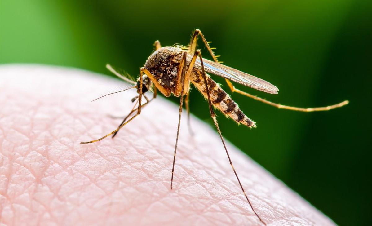 Subtle changes give a virus the ability to infect humans