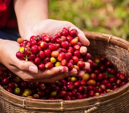 2024/07/Robusta-coffee.jpg