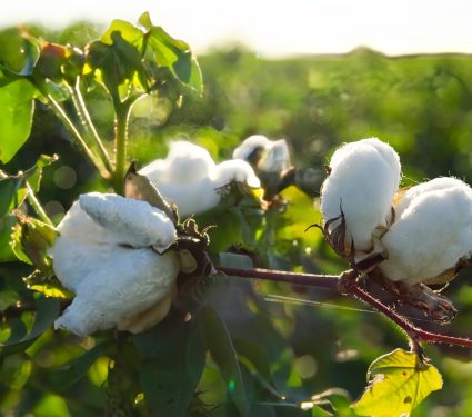2024/07/Cotton-climate-.jpg