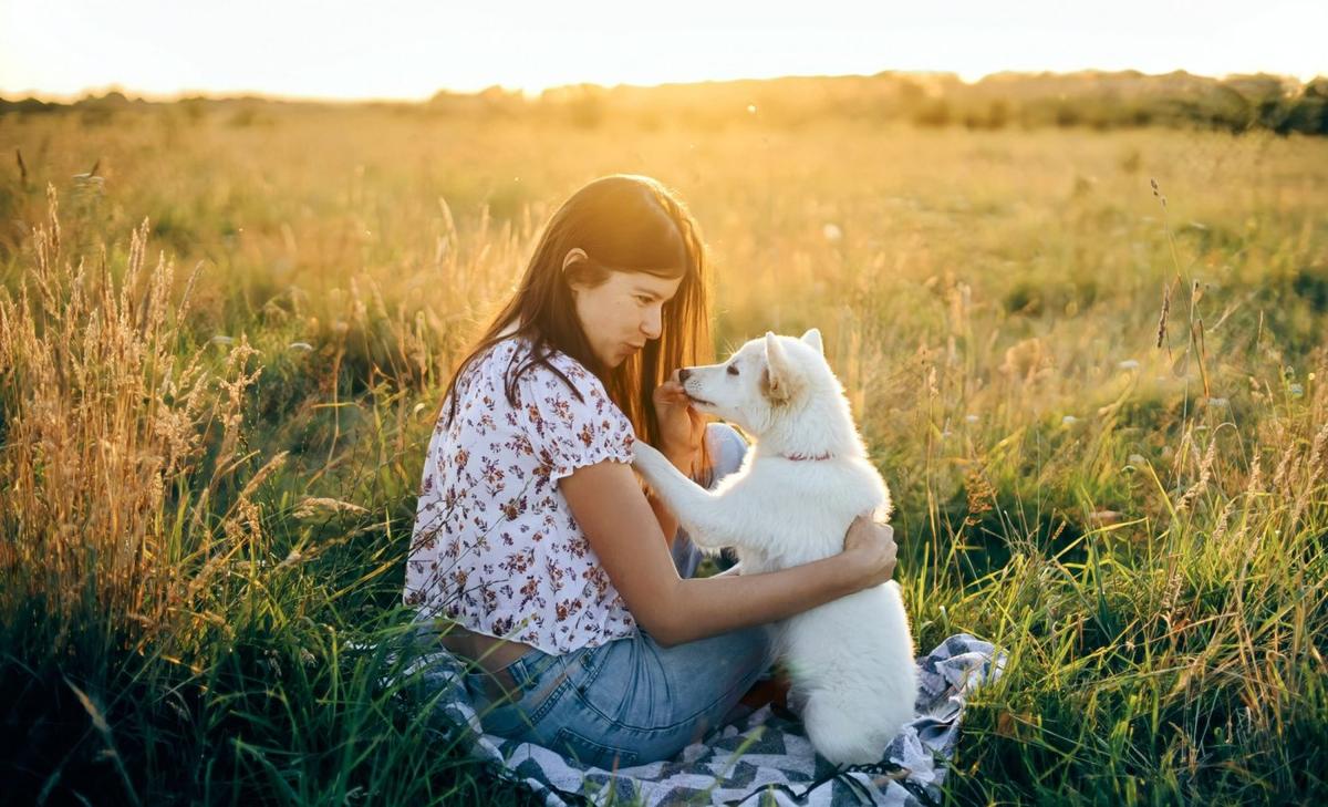 Dogs’ shrinking brain size was partially caused by humans 