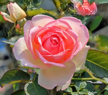 2024/08/Rose-prickles.jpg