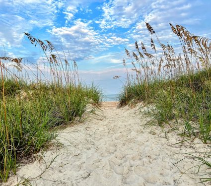 2024/08/Coastal-plants.jpg