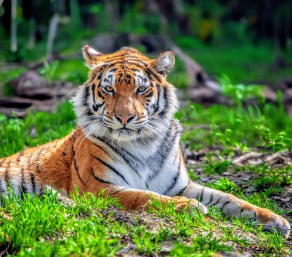 2024/08/Thailand-tiger.jpg