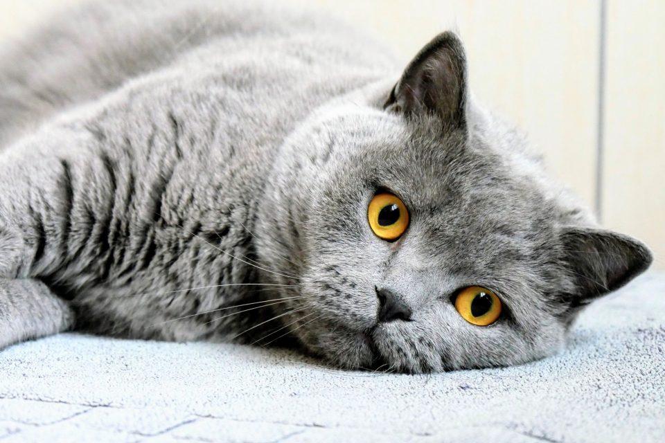 Cats mourn the loss of other pets, similar to human grief