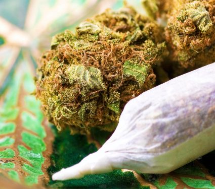 2024/08/cannabis-use_head-neck-cancer_linked_1m.jpg