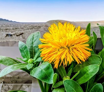 2024/08/Plants-dry-landscapes.jpg