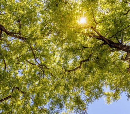 2024/08/Tipuana-trees.jpg