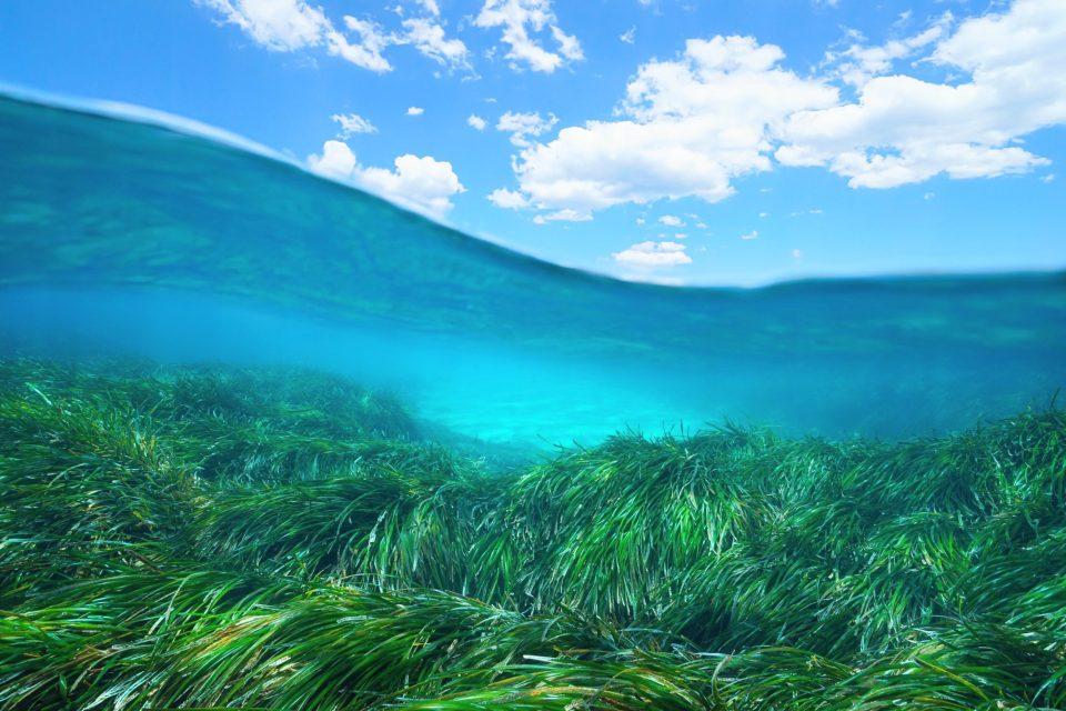 Seagrass meadows filter human pathogens, making seafood safer