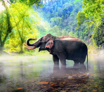 2024/08/World-Elephant-Day.jpg