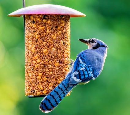 2024/08/Bird-feeder.jpeg