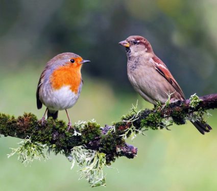 2024/08/Social-songbirds-2.jpg