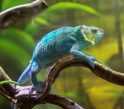 2024/08/World-Lizard-Day.jpg