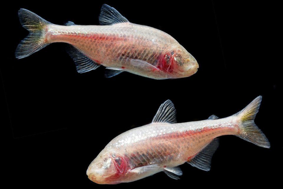 Blind cavefish lost their eyes, but gained taste buds on their head