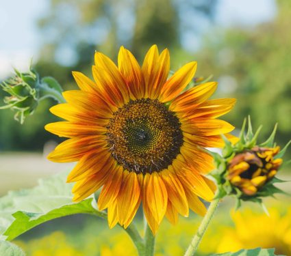 2024/08/Sunflowers2.jpg