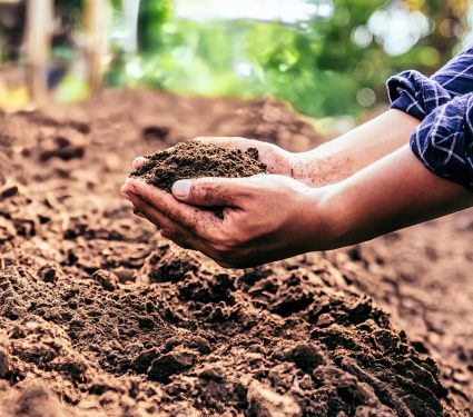 2024/08/Soil-health.jpg