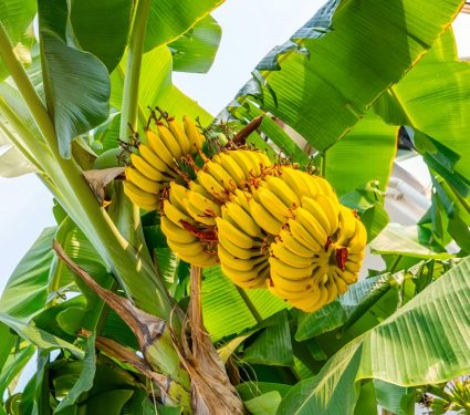 2024/08/Banana-disease.jpg