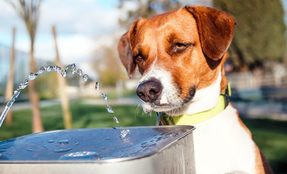 Warning: Letting dogs drink from public water sources is dangerous
