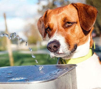 2024/08/dog_drinking_pubic-water-sources_1m.jpg