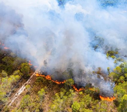 2024/08/Low-severity-wildfires.jpg