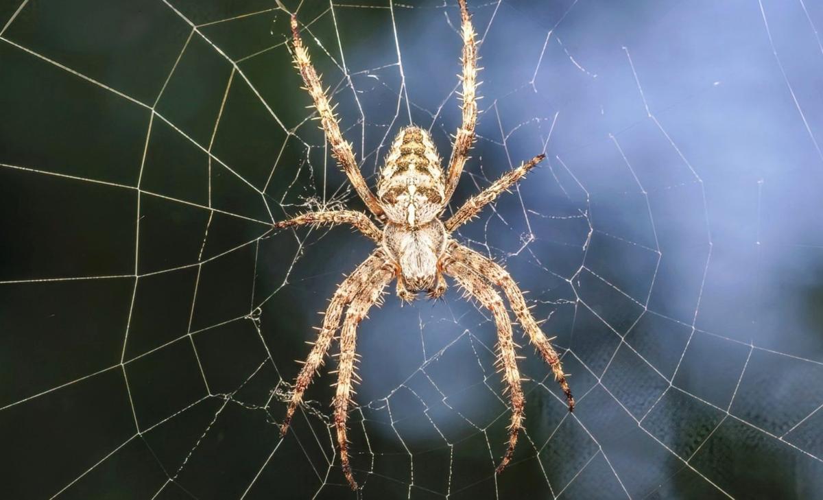 Spiders mimic firefly signals to lure prey