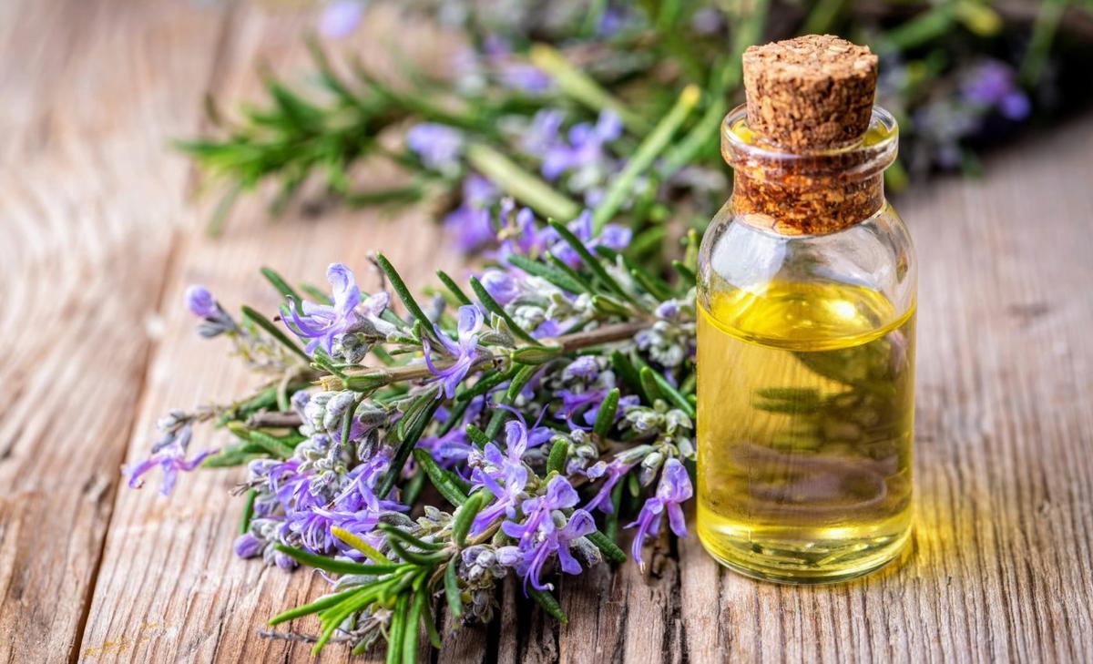 Rosemary compound offers hope in combating cocaine addiction