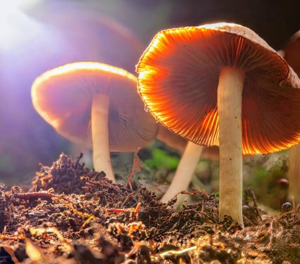 2024/08/Psilocybin-depression.jpg